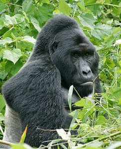 Gorillas_in_Uganda-1,_by_Fiver_Löcker.jpg