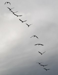 nature-branch-bird-wing-sky-animal-seabird-flock-fly-collection-flight-birds-vertebrate-cranes...jpg