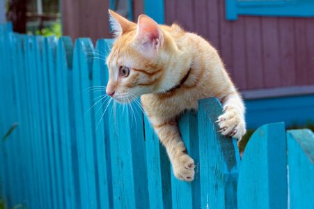 103152__jumping-the-fence_p.jpg