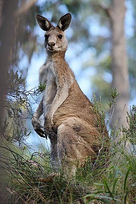 Eastern_grey_kangaroo_dec07_02.jpg