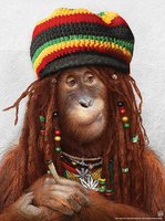 rasta_orangutan-7455.jpg