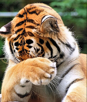 tigerfacepalmB.jpg