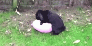 5276378543595-bunny-loves-ballon.gif