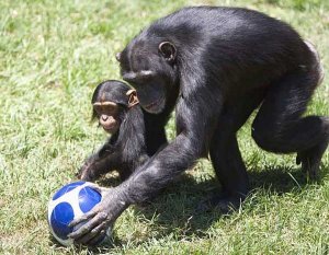 chimp-play.jpg