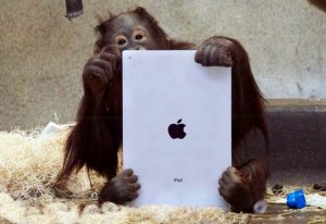 d6a27__orangutan-on-ipad-1-640x441.jpg