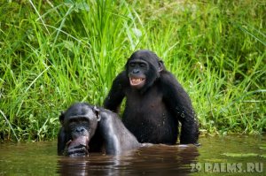 023_Blog_Pavla_Aksenova_Shimpanze_bonobo_(lat_Pan_paniscus)_Foto_GUDKOVANDREY_-_Depositphotos.jpg