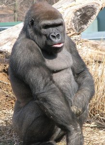 1200px-Gorilla_at_the_Louisville_Zoo_2.jpg